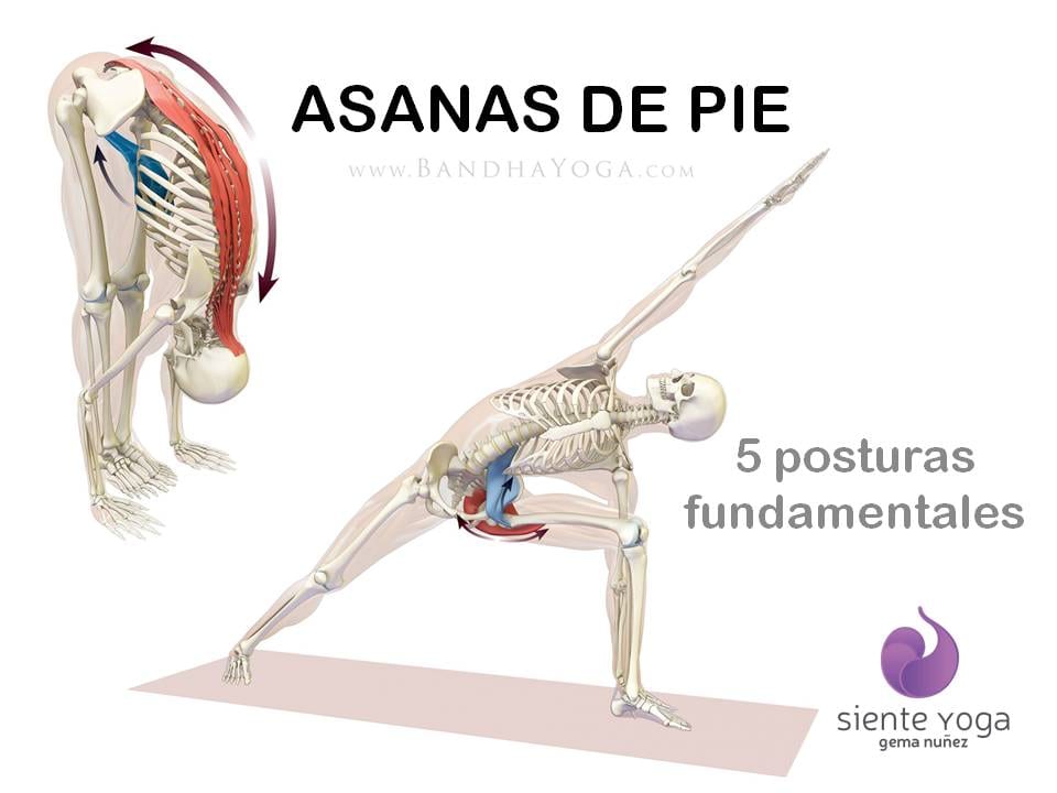 Diapositiva 1 de «Yoga: 5 Asanas de pie fundamentales»
