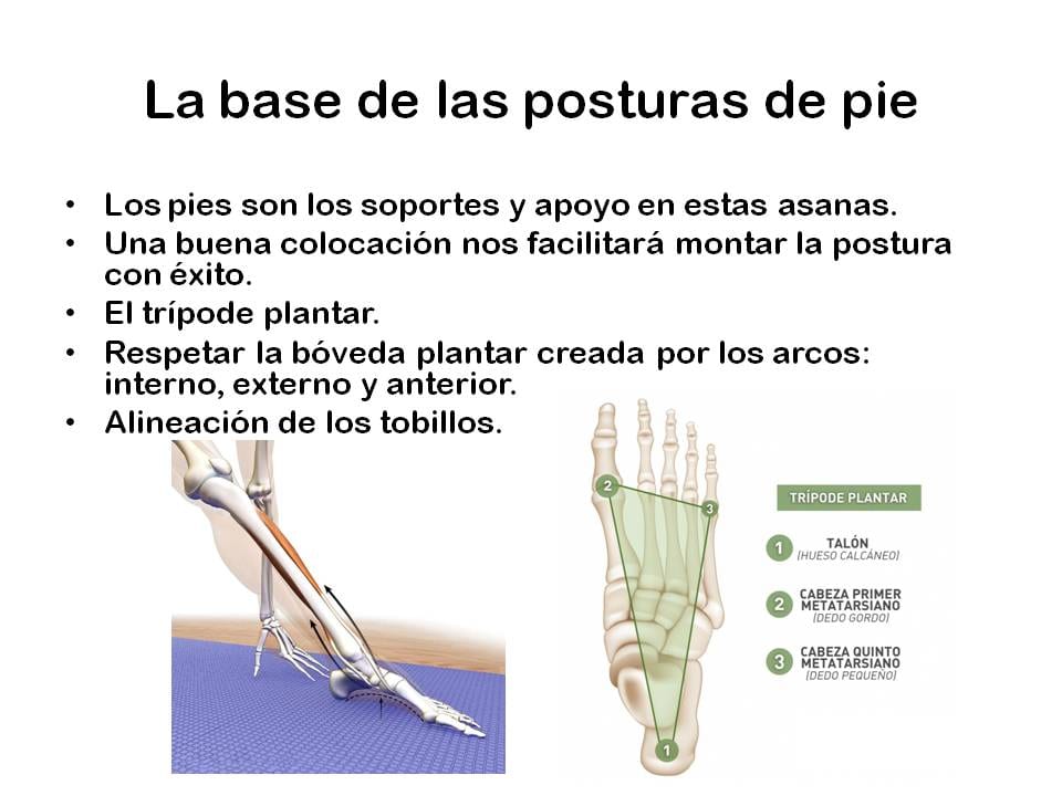 Diapositiva 3 de «Yoga: 5 Asanas de pie fundamentales»