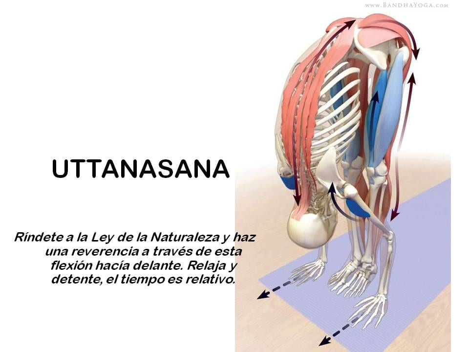 Diapositiva 7 de «Yoga: 5 Asanas de pie fundamentales»