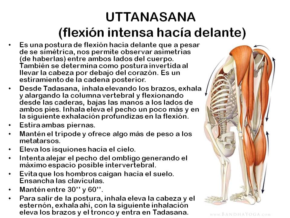 Diapositiva 8 de «Yoga: 5 Asanas de pie fundamentales»