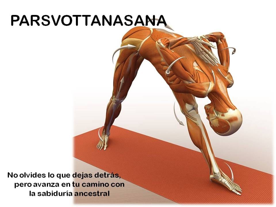 Diapositiva 16 de «Yoga: 5 Asanas de pie fundamentales»