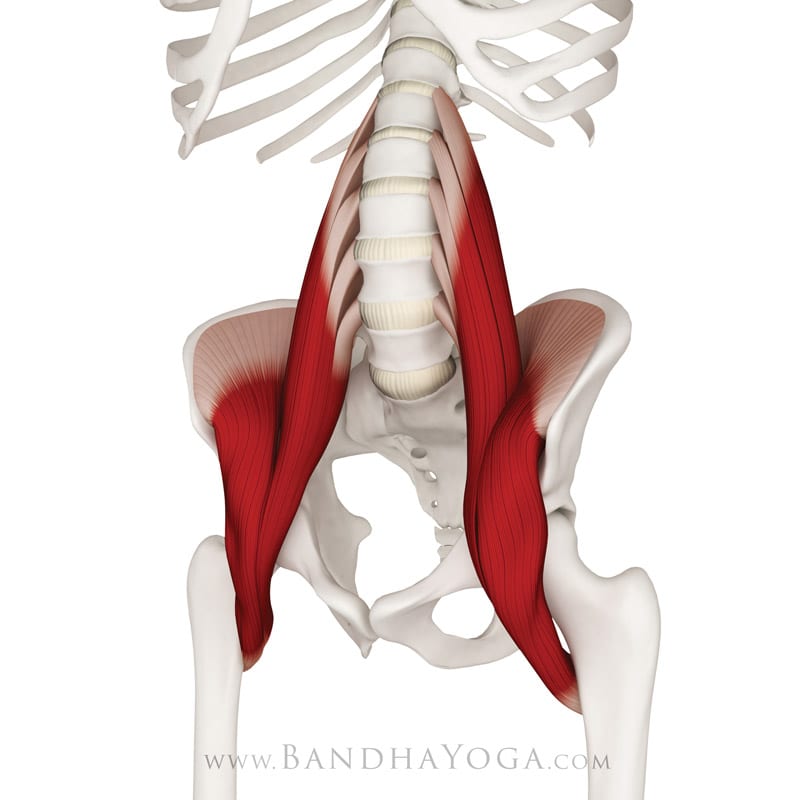 Imagen del artículo «Hatha Yoga y músculo Psoas»