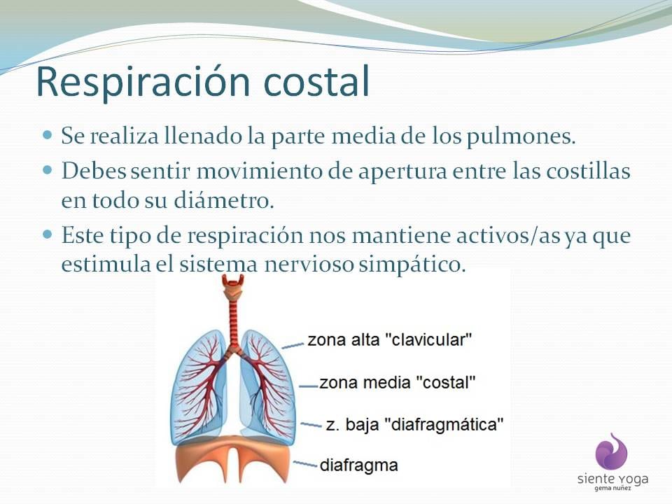 Diapositiva 2 de «La respiración costal»