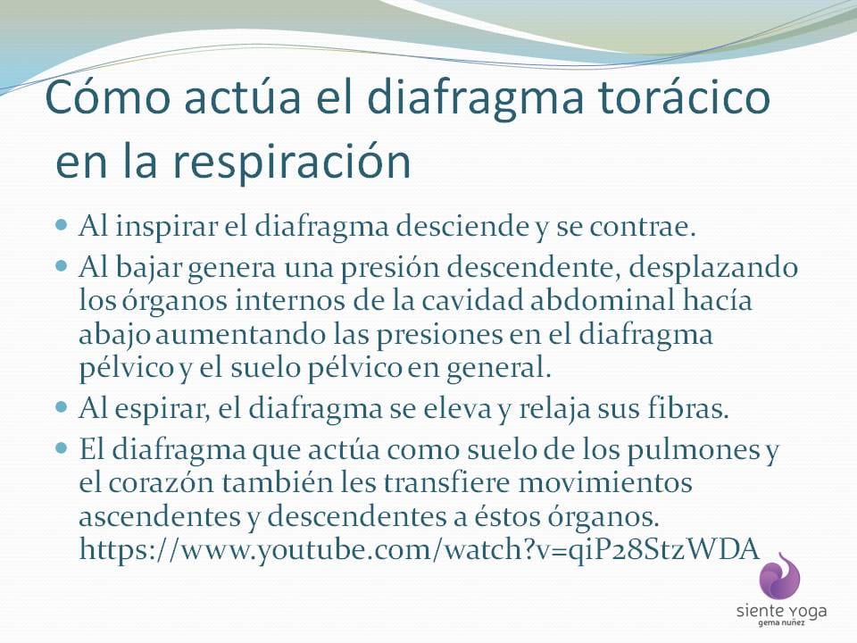 Diapositiva 3 de «La respiración costal»