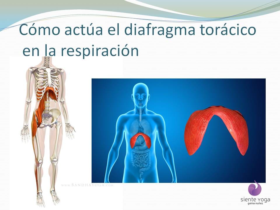 Diapositiva 4 de «La respiración costal»