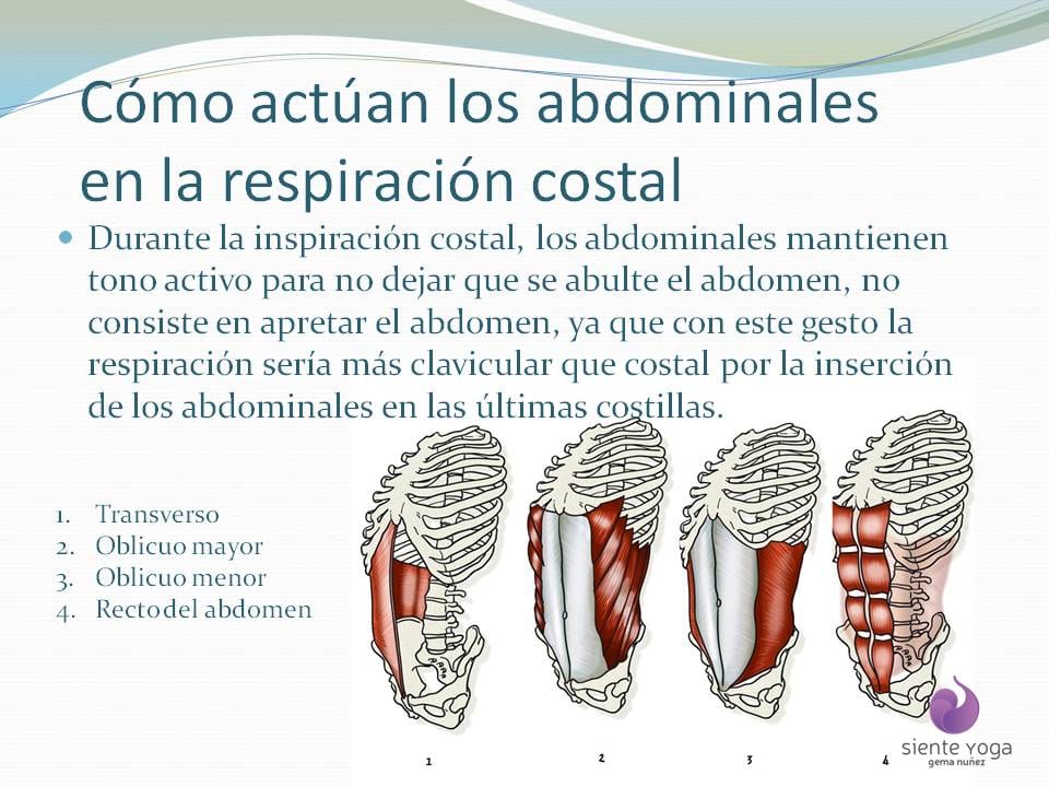 Diapositiva 5 de «La respiración costal»