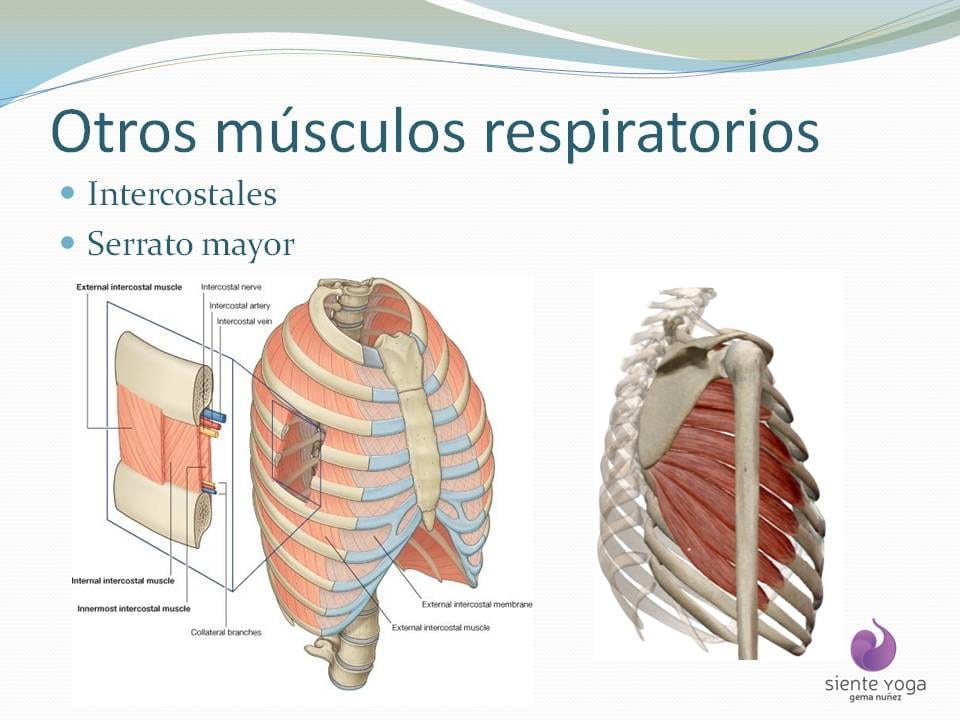 Diapositiva 6 de «La respiración costal»