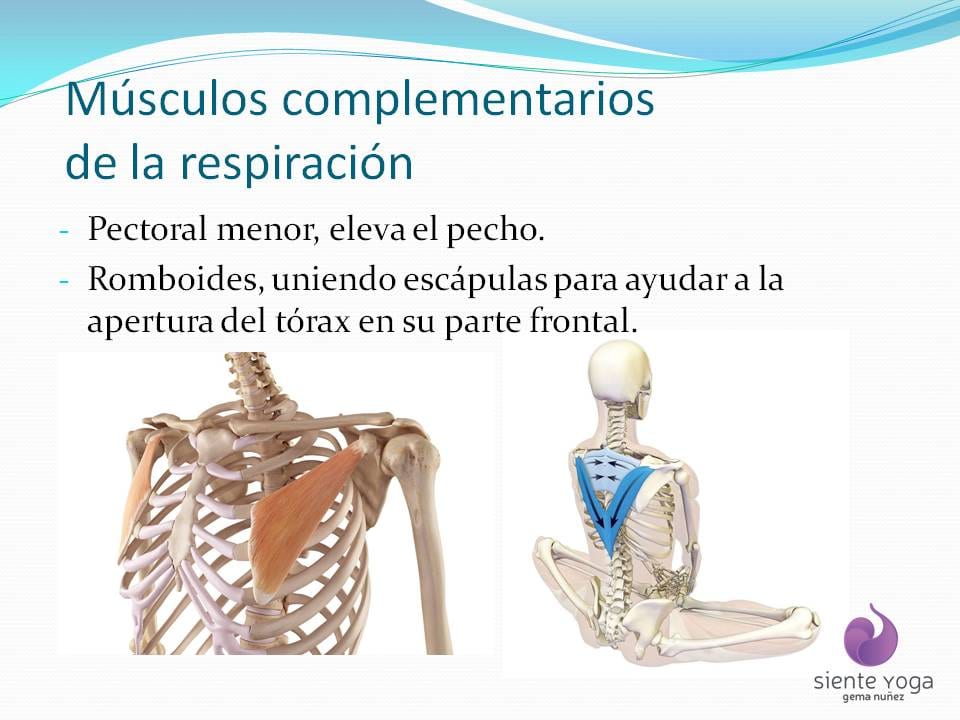 Diapositiva 1 de «La respiración costal»