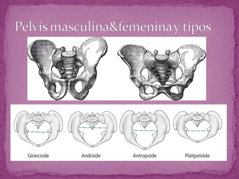 Diapositiva 4 de «Suelo Pélvico «Un espacio a descubrir»»