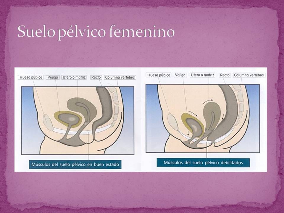 Diapositiva 8 de «Suelo Pélvico «Un espacio a descubrir»»