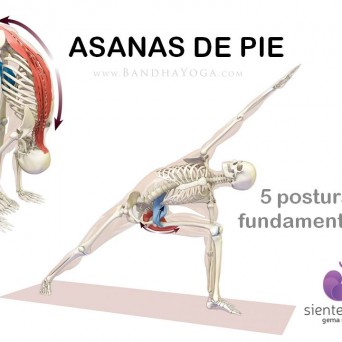 Yoga: 5 Asanas de pie fundamentales