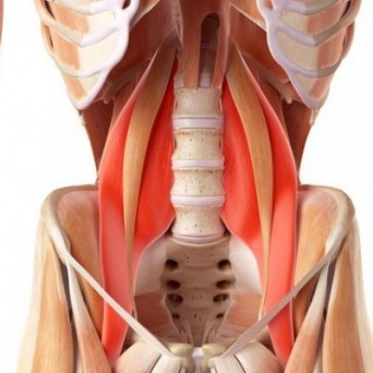 Hatha Yoga y músculo Psoas