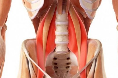 Hatha Yoga y músculo Psoas